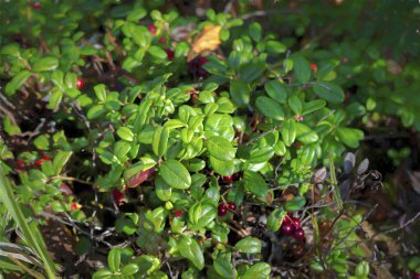 Olgun lingonberries yakın çekim yaz doğal arka plan ormanında
