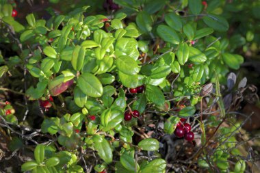 Olgun lingonberries yakın çekim yaz doğal arka plan ormanında
