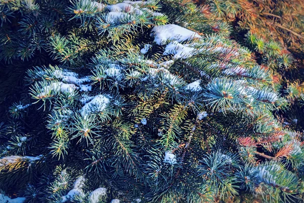 Winter Christmas Background Close Photo Fir Tree Branch Covered Snow — Stock Photo, Image