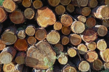 Ormandaki çam ağaçlarının ahşap kütükleri yığılmış.