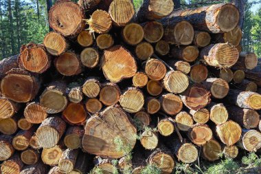 Ormandaki çam ağaçlarının ahşap kütükleri yığılmış.