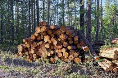 Ormandaki çam ağaçlarının ahşap kütükleri yığılmış.