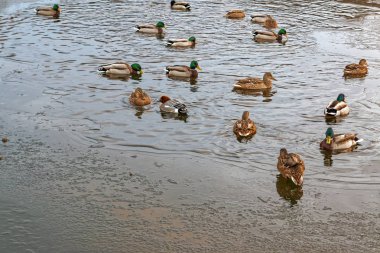 Drake Mareca penelope güneye sinek vermedi ve kış Anas platyrhynchos akın kaldı.