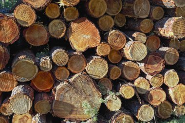 Ormandaki çam ağaçlarının ahşap kütükleri yığılmış.
