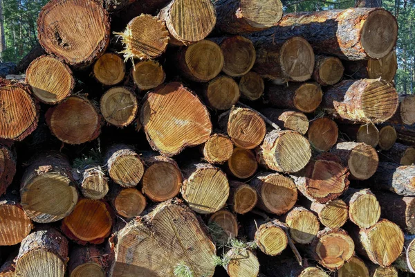 Ormandaki çam ağaçlarının ahşap kütükleri yığılmış.
