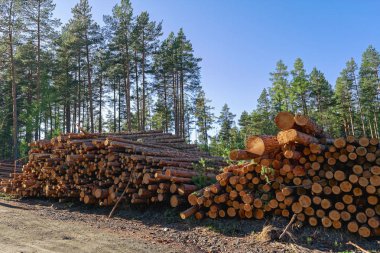 Ormandaki çam ağaçlarının ahşap kütükleri yığılmış.