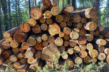 Ormandaki çam ağaçlarının ahşap kütükleri yığılmış.