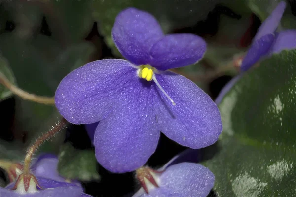 Gros Plan Des Fleurs Violettes — Photo