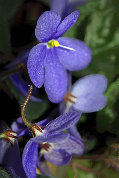 Närbild Violer Blommor — Stockfoto