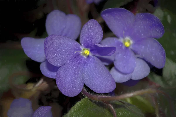 Närbild Violer Blommor — Stockfoto