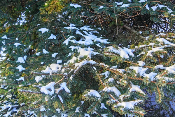 Inverno Fundo Natal Foto Close Ramo Abeto Coberto Neve — Fotografia de Stock