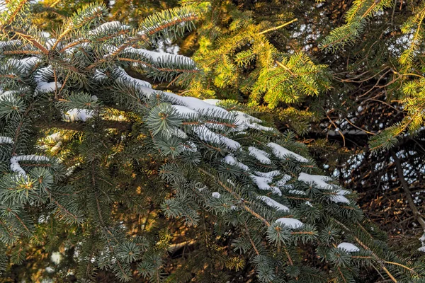 Winter Kerstmis Achtergrond Close Foto Van Fir Tree Branch Bedekt — Stockfoto