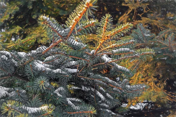 Winter Und Weihnachten Hintergrund Nahaufnahme Von Schneebedecktem Tannenzweig — Stockfoto