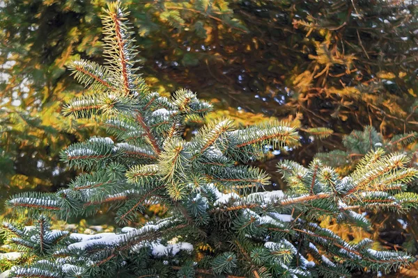 Inverno Sfondo Natale Foto Vicino Ramo Abete Neve Coperta — Foto Stock