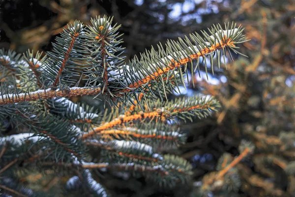 Winter Kerstmis Achtergrond Close Foto Van Fir Tree Branch Bedekt — Stockfoto