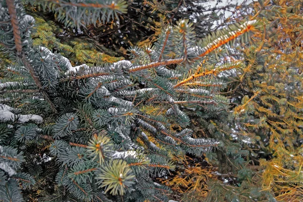 Kış Yılbaşı Arka Plan Yakın Çekim Fotoğraf Köknar Ağacı Şubesi Stok Resim