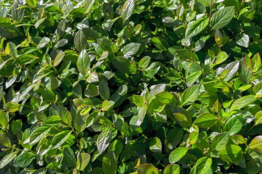 Yeşil yaz yeşillik yakın çekim arka plan