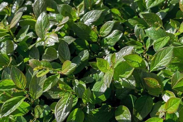 Yeşil yaz yeşillik yakın çekim arka plan