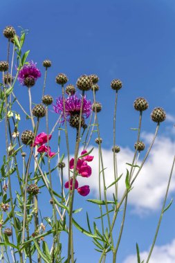 Arka plan beyaz bulutlar ile mavi gökyüzü üzerinde Thistle çiçek
