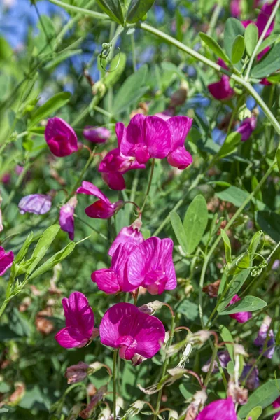 Rosa Guisante Dulce Floreciendo Jardín Lathyrus Odoratus —  Fotos de Stock