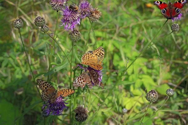 Arctium Flor Bardana Flor Con Alimentación Mariposas Finales Del Verano — Foto de Stock