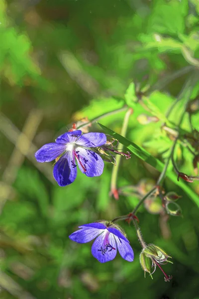 Violet Blommor Geranium Pratense Eller Äng Geranium Grönt Fält Ängen — Stockfoto