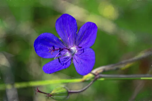 Violet Bunga Geranium Pratense Atau Padang Rumput Geranium Bidang Hijau — Stok Foto
