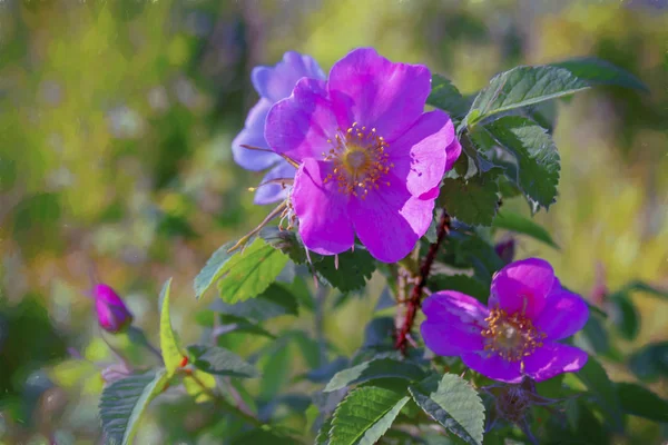 Hermosa Flor Rosa Silvestre Con Pétalos Rosados Sobre Fondo Borroso — Foto de Stock