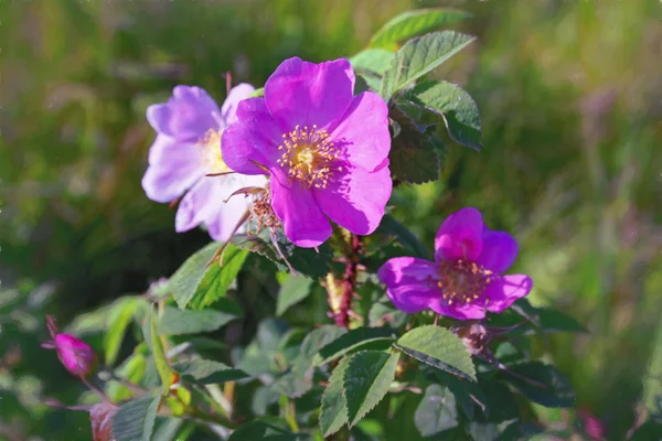 Hermosa Flor Rosa Silvestre Con Pétalos Rosados Sobre Fondo Borroso — Foto de Stock