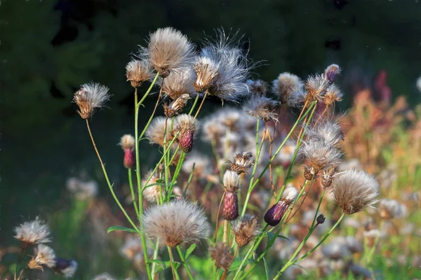 Green blurred background with forest herbs. Herbs in nature. Selective focus. Natural background.