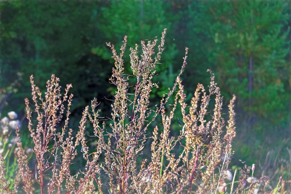 Fondo Borroso Verde Con Hierbas Del Bosque Hierbas Naturaleza Enfoque — Foto de Stock