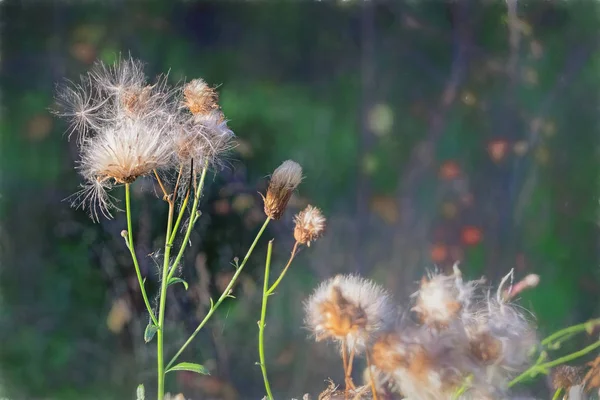 Groene Wazig Achtergrond Met Bos Kruiden Kruiden Natuur Selectieve Aandacht — Stockfoto