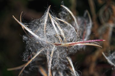 Yeşil orman otlar ile arka plan bulanık. Otlar doğada. Seçici odak. Doğal arka plan.