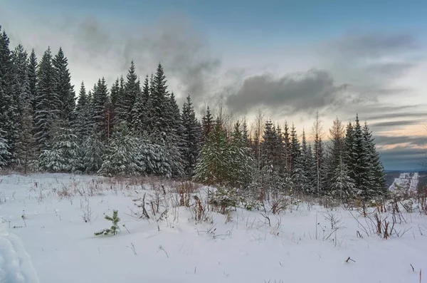 Winter landscape spruce forest in the mountains at sunset