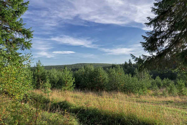 Journée Ensoleillée Début Automne Dans Forêt Conifères — Photo