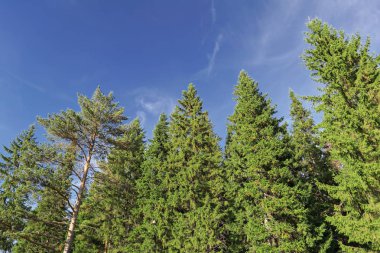 İğne yapraklı orman erken sonbaharda sıcak güneşli bir günde