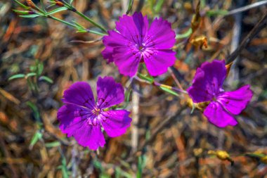 Pembe karanfil Dianthus campestris üzerinde arka plan bulanık yakın çekim