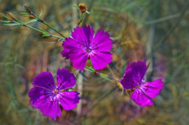 Pembe karanfil Dianthus campestris üzerinde arka plan bulanık yakın çekim