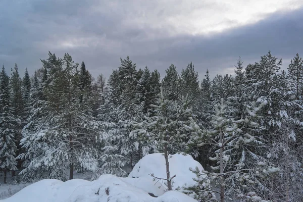 Winterlandschaft Fichtenwald Den Bergen Bei Sonnenuntergang — Stockfoto