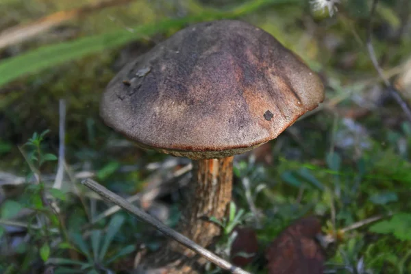 Маленький Грибок Leccinum Scabrum Лесу Размытый Фокус — стоковое фото