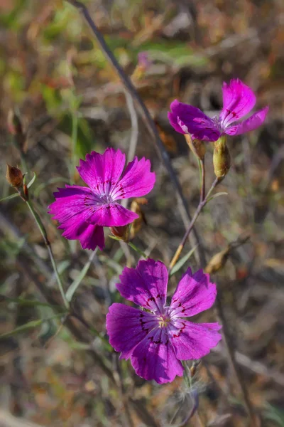 Clavel Rosa Dianthus Campestris Sobre Fondo Borroso Cerca —  Fotos de Stock