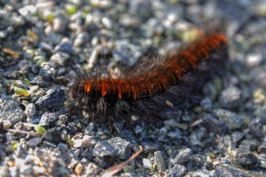 Caterpillar Bahçe tiger moth veya büyük kaplan güve bir kapatma doğal habitatları yatay fotoğrafı.