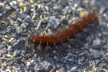 Caterpillar Bahçe tiger moth veya büyük kaplan güve bir kapatma doğal habitatları yatay fotoğrafı.