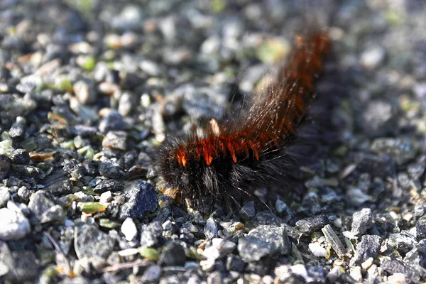 Caterpillar Medvelepke Vagy Egy Közeli Horizontális Képet Természetes Élőhelyükön Nagy — Stock Fotó