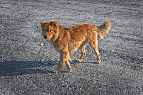 Cani Randagi Senzatetto Vivono Nella Foresta — Foto Stock