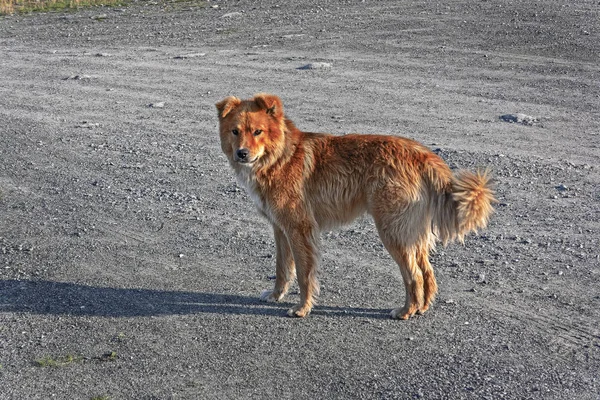 Evsiz Kırma Köpekler Yılında Orman Yaşayan — Stok fotoğraf