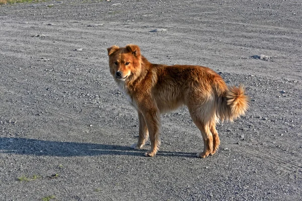 Бездомні Монгольські Собаки Живуть Лісі — стокове фото