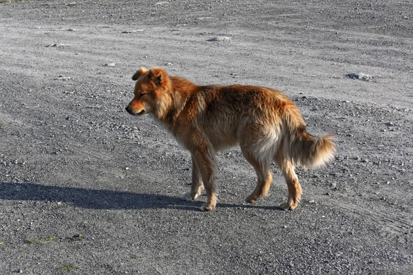 Cães Rafeiros Desabrigados Vivem Floresta — Fotografia de Stock