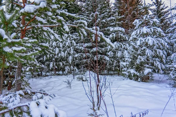 Zima Krajobraz Świerkowy Las Górach Zachodzie Słońca — Zdjęcie stockowe