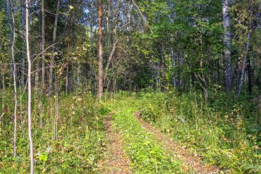 Güzel sonbahar orman sahne ile altın yapraklar illumining sıcak ışık ışınları